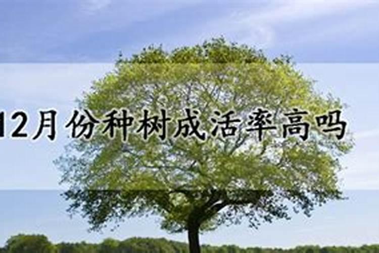 桉树叶子为什么会变黄用什么农药