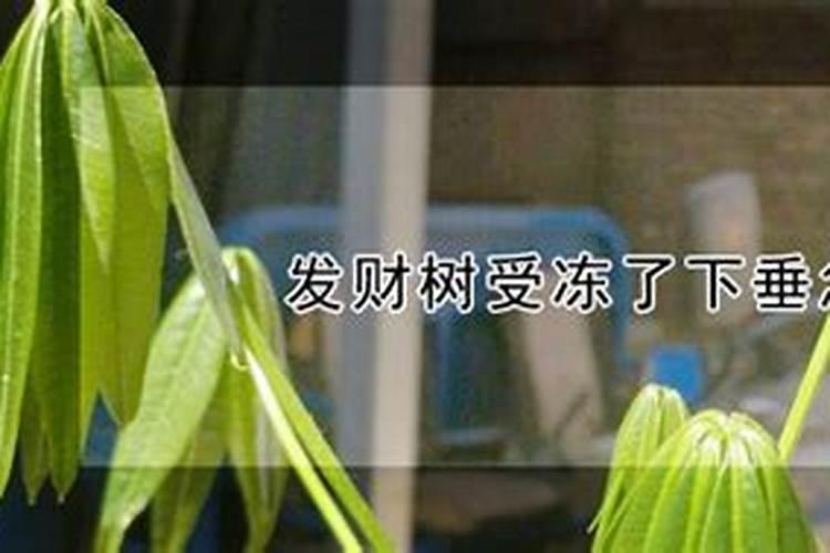 龙眼树不长叶子用什么肥料好