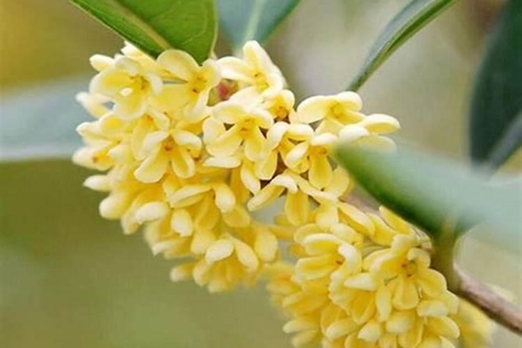 桂花盆栽掉叶子怎么办