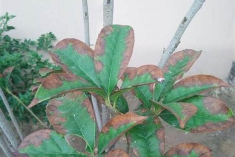 桂花盆栽掉叶子怎么办