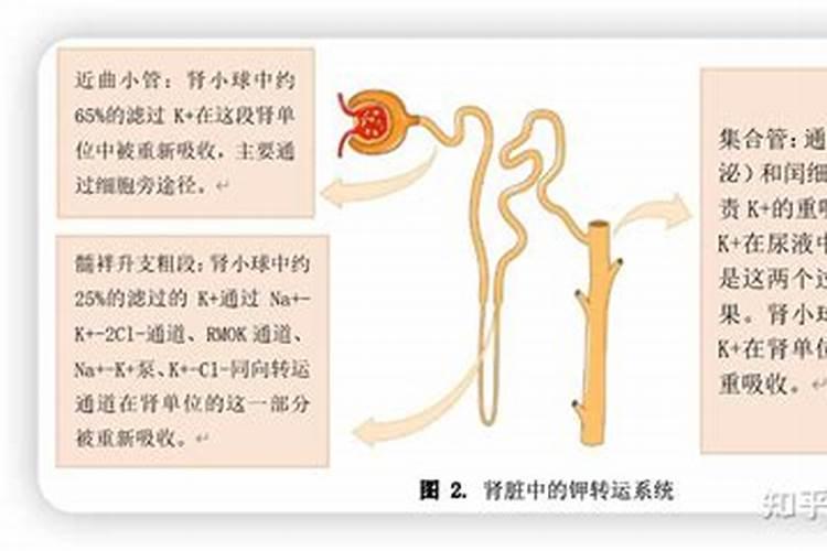 普通的钾肥有哪些？好的钾肥有哪些？纯钾肥有哪些？