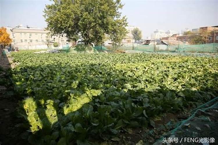 蔬菜复合肥多久施一次