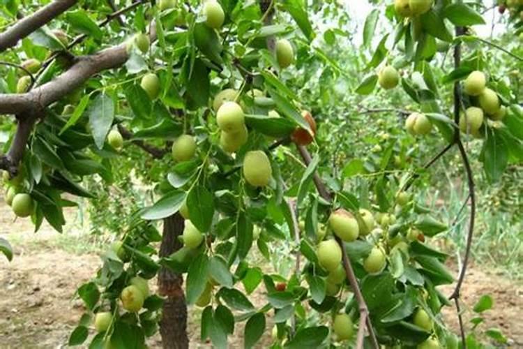 枣树施什么肥料最好