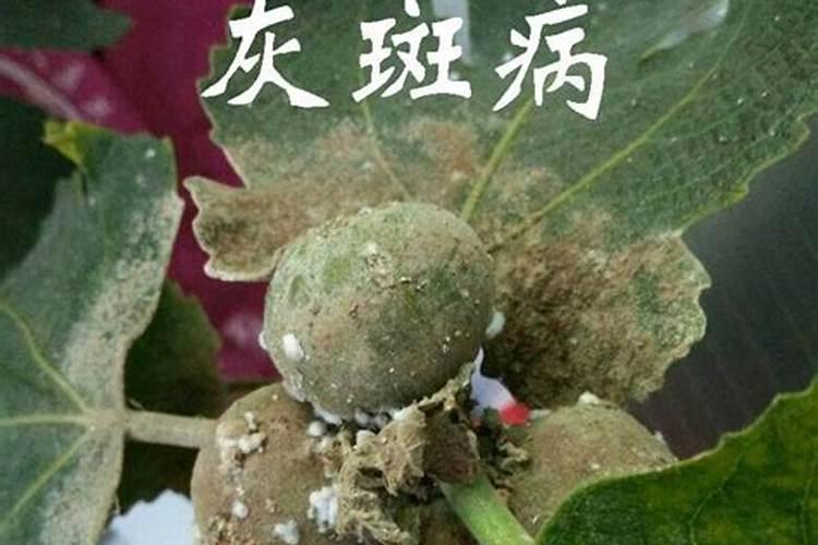种地瓜用什么肥料最好