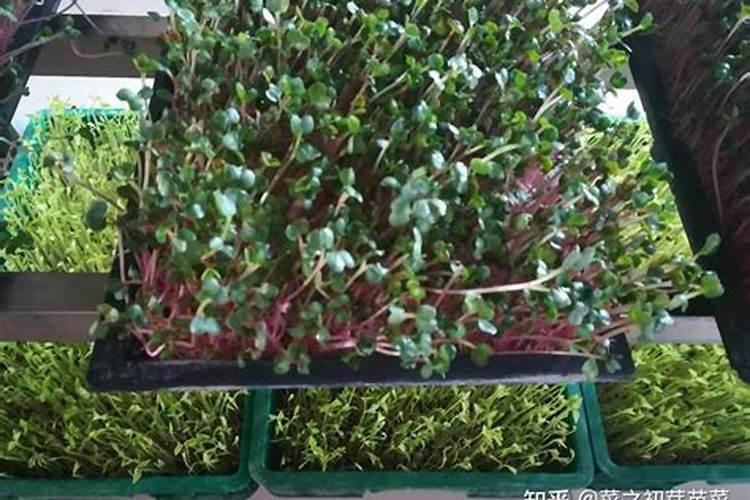 胡萝卜怎么种植长得好？