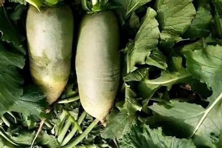 萝卜苗的种植方法和时间 栽培步骤(技术要点)
