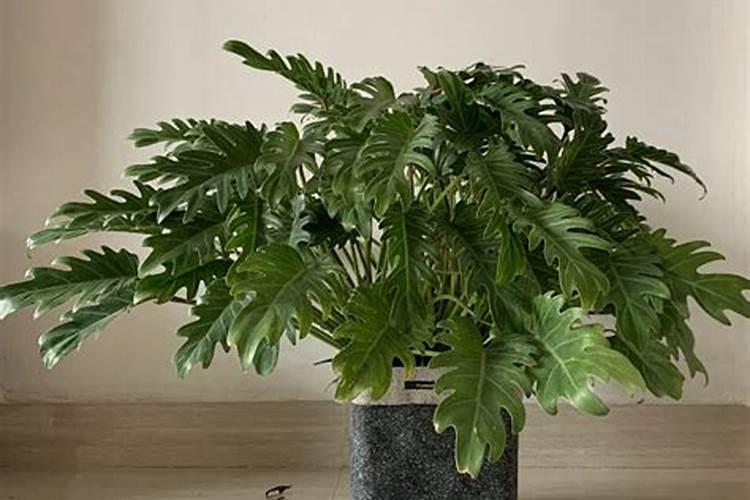 使用水晶泥栽培植物的注意事项