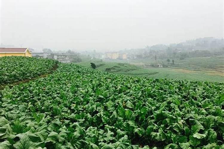 榨菜种植时间和方法