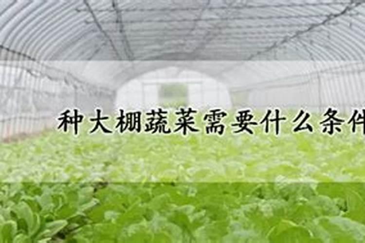榨菜怎么养