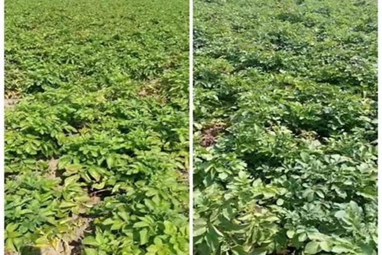 重复种花生的地施什么药防重茬