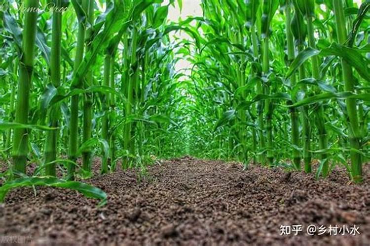 玉米施加钙肥的最佳时间 什么时候使用合适