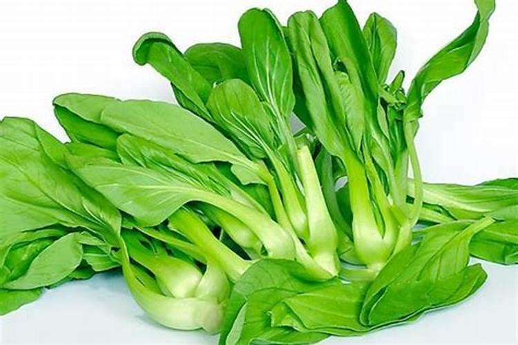 青菜施什么肥最好