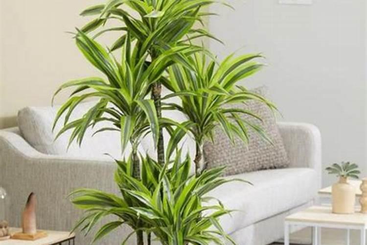 我家新买的百合竹叶子尖有点黄,是怎么回事!!