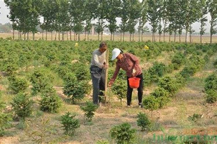 菊花施肥方法和注意事项 菊花施肥方法和注意事项是什么