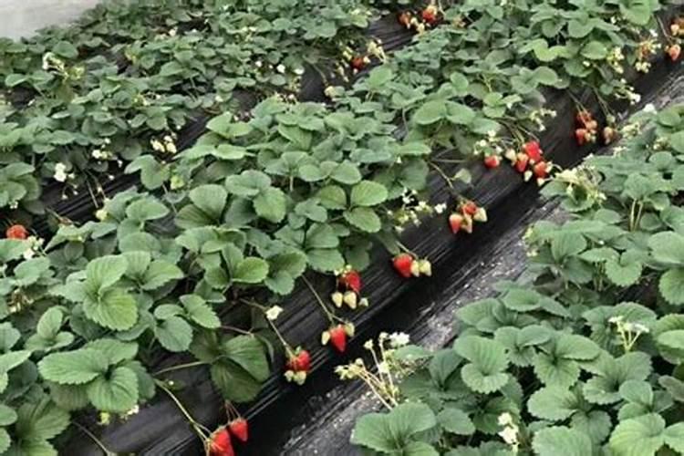 草莓各个时期的施肥方案 什么时候冲高磷肥