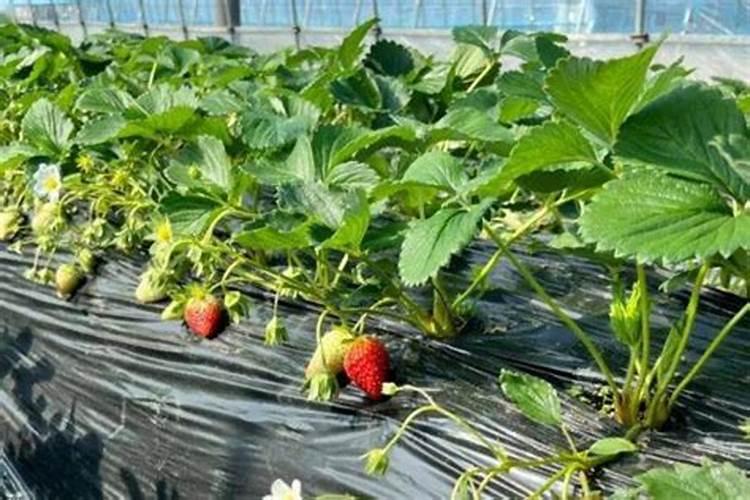 冬季草莓怎么种植管理