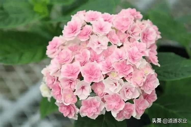 绣球叶子发蔫原因及补救方法