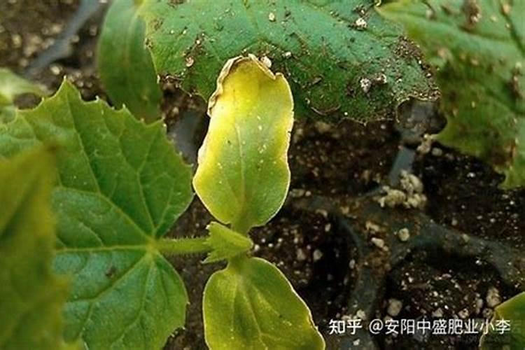 黄瓜造缺氮的发生原因和防治方法是什么？