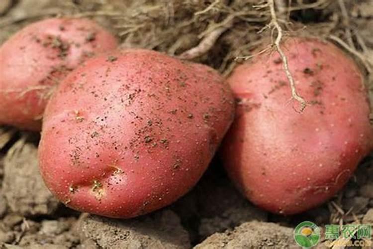氯化钾肥料能用在什么植物上