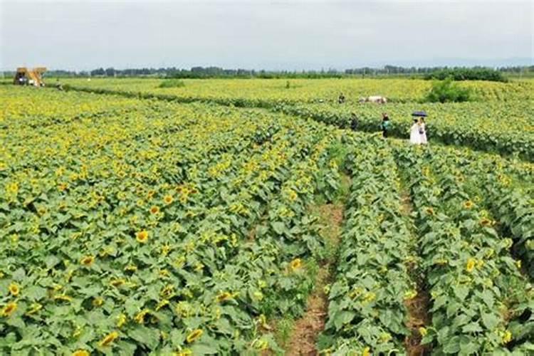 油葵最好的肥料是什么？