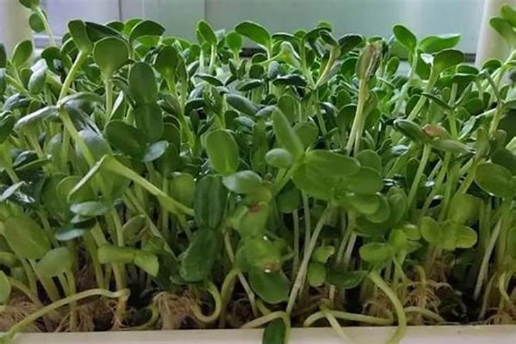 油葵几叶期施肥最好