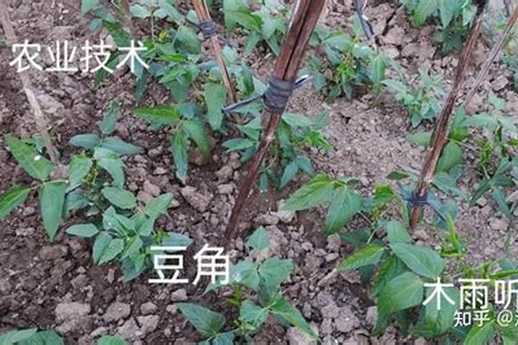 什么肥促进花芽分化;什么肥料能让根系快速生长