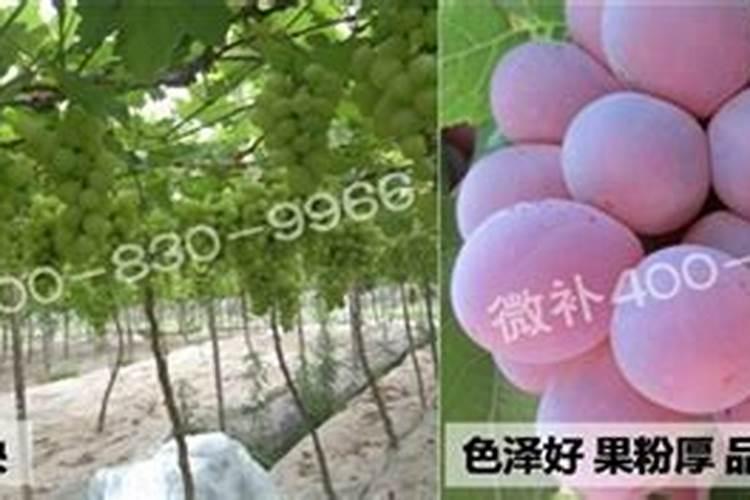 葡萄苗停止成长,叶子慢慢缩小变干