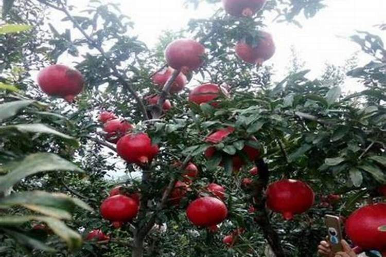 石榴树春季施肥的时间和方法