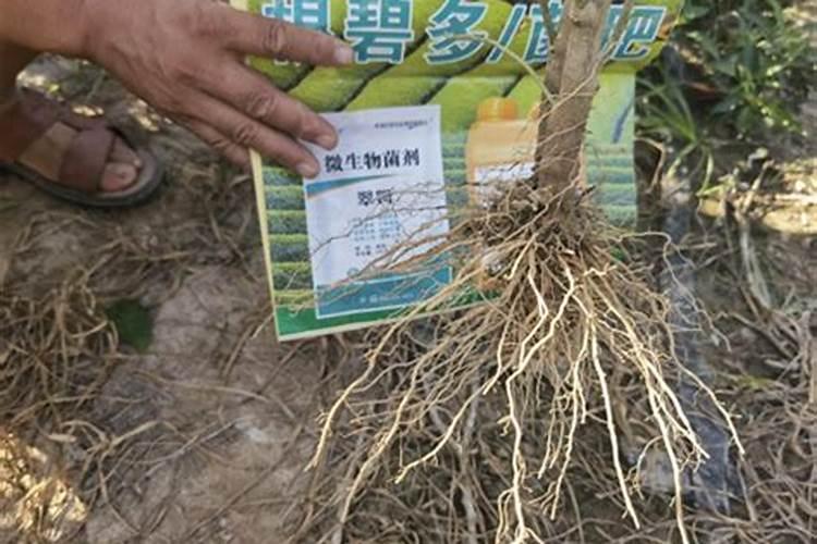 水溶肥辣椒田喷施用量？