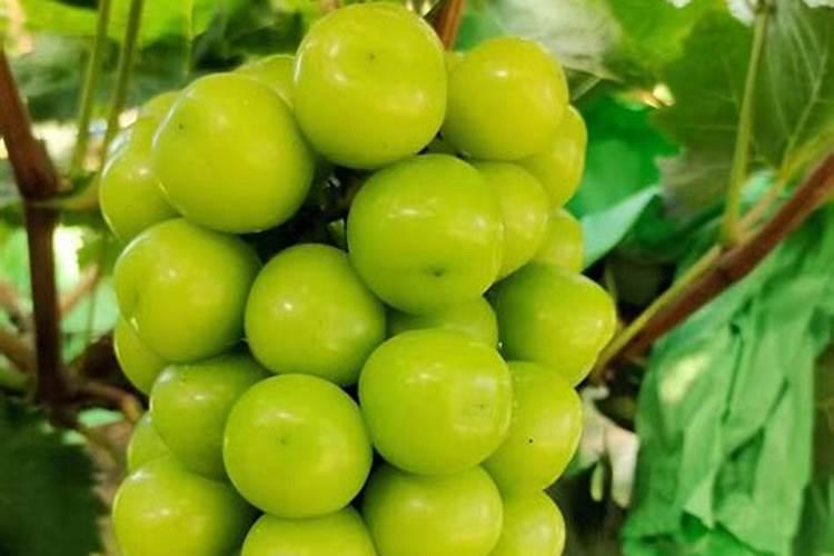 黄杨树施什么肥料最好？