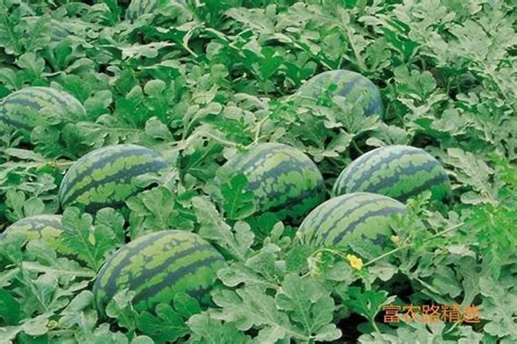 三角梅花期用什么肥料好？三角梅应该多久施肥一次？