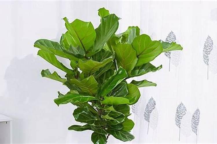 大肥王花肥的使用方法