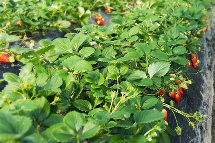 草莓叶面肥什么时候打？喷草莓花上伤花吗？