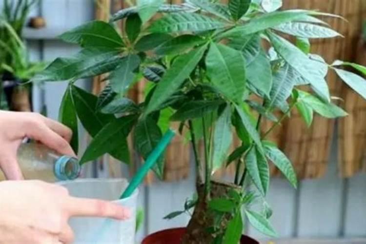 红糖叶面肥的配方