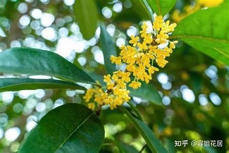 桂花快开花要不要施肥,上什么肥料开花多