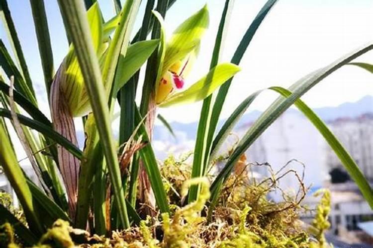 兰花弱苗能不能施肥？多长时间施一次最好？