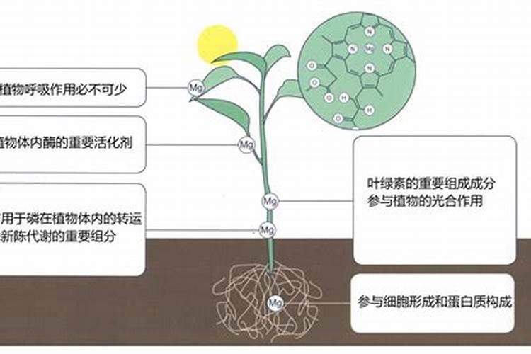 硝酸钙镁肥能在花卉上使用吗