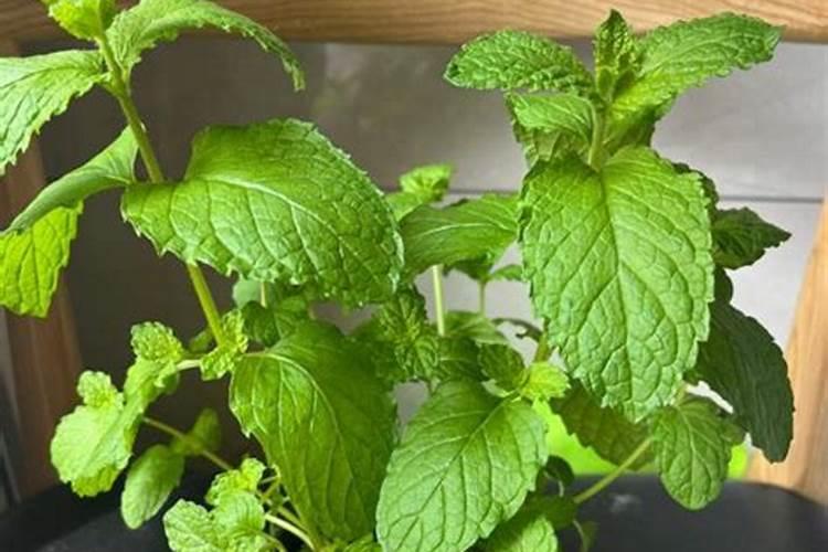 薄荷怎么施肥 薄荷施肥的方法