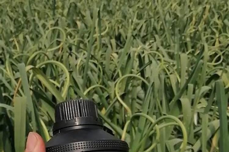 玉米除草剂和叶面肥可以一起使用吗