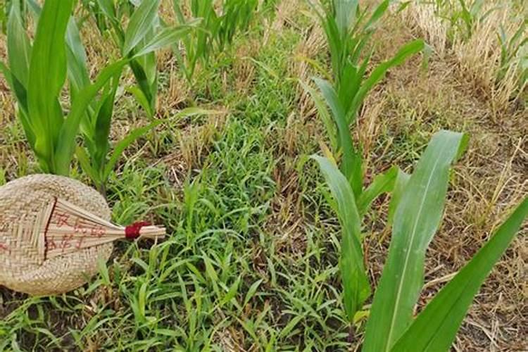 玉米除草剂和叶面肥可以一起使用吗