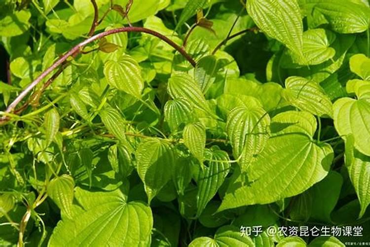 罗布泊硫酸钾与其他钾肥相比,在新疆山药种植中有哪些优势？