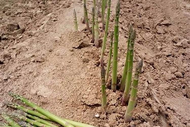 芦笋高产施肥技术 芦笋应该怎么种植