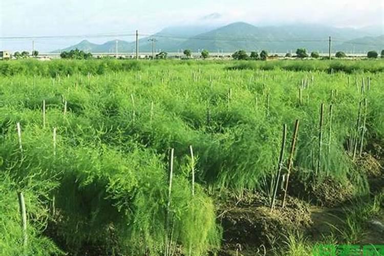 芦笋施肥用什么肥料