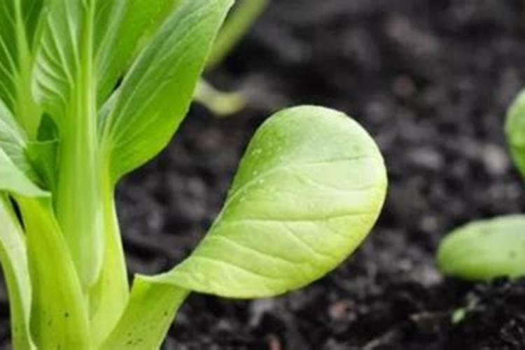 蔬菜叶面肥木醋液代理批发