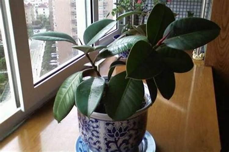 橡皮树怎样施肥