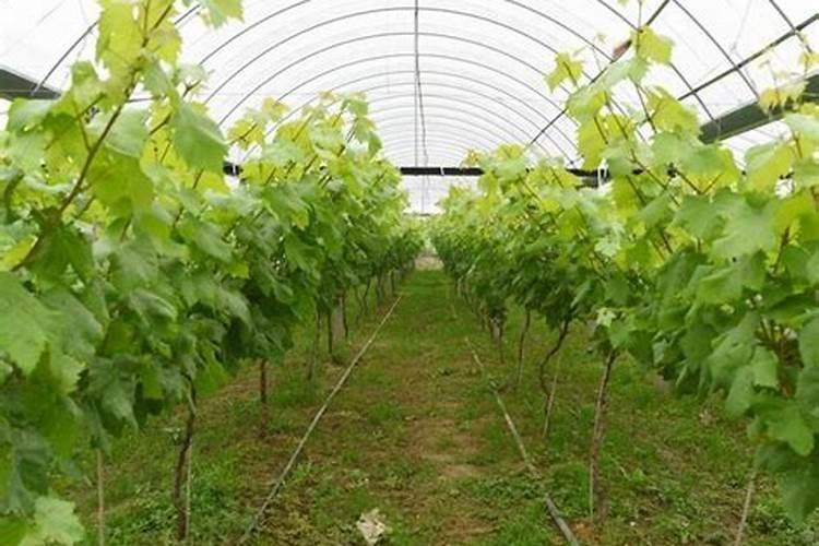 葡萄种植不同时期如何追肥 施肥注意事项