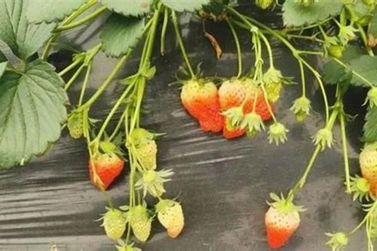 草莓苗移栽后多久可以施肥 草莓移栽后需等多久施肥？