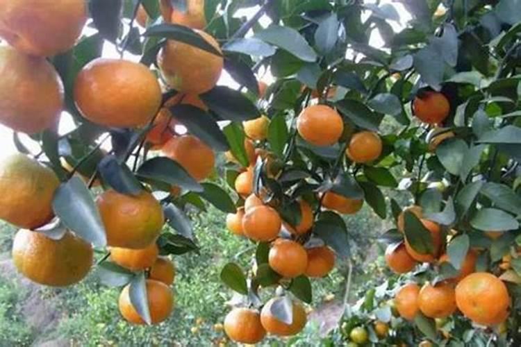 柑橘防冻液在什么时候打最好？