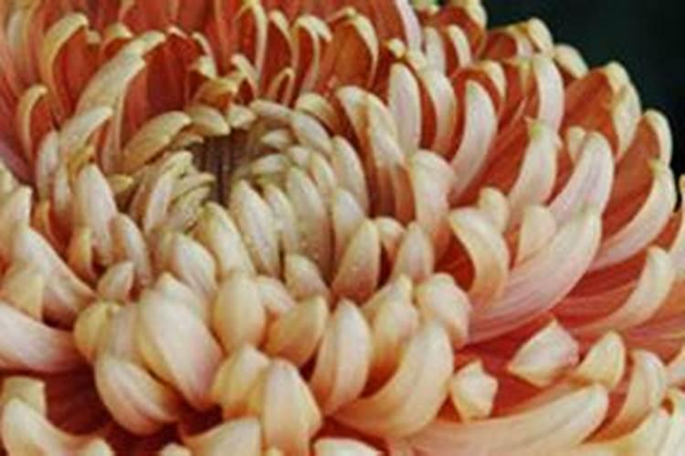 菊花开花期间怎么浇水和施肥