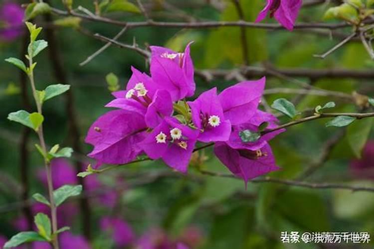 三角梅花后怎么修剪和施肥